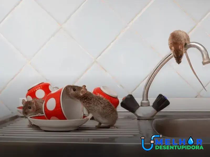 Os Benefícios de Profissionais Especialistas em Dedetização de Ratos